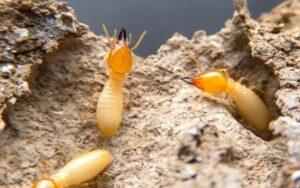 Termites